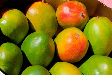 mangoes in a box with bright sunlight close up 