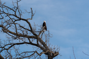 A Pair Of Bald Eagle Perched In A Bare Tree