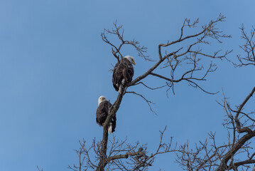 Bald Eagles Perched In A Bare Tree