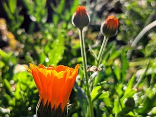 orange flower