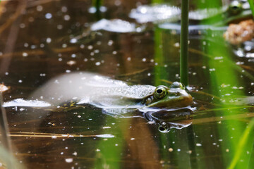 A Pool Frog (Rana lessone) in the Water, Ziegeleipark Heilbronn, Germany, Europe .