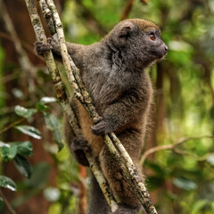 Eastern lesser Bamboo lemur - Hapalemur griseus - holding to a thin tree, closeup detail to furry face looking to side
