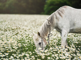 White Arabian horse grazing on forest meadow with many wild daisy flowers
