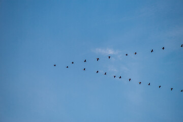 Fototapeta odlatujące dzikie ptaki w kluczu na niebie obraz