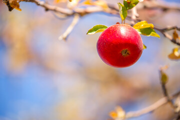 Harvest of apples on a plantation in the garden. Fruit trees with apples. Ripe fruits on the branches of a tree. Gardening in agriculture.