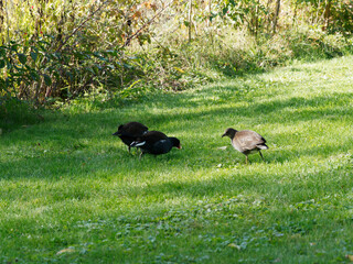 Gallinula chloropus | Couple of Eurasian common moorhens or swamp chickens with juvenile feeding in a grassland around a vegetated swamp