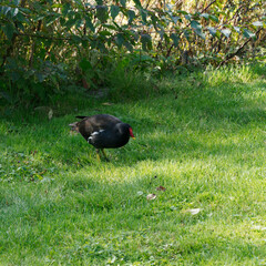(Gallinula chloropus) Eurasian common moorhen or swamp chicken. With dark plumage, blackish-olive...