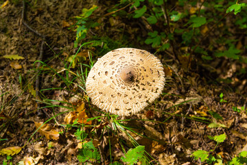 The edible mushroom Parasol