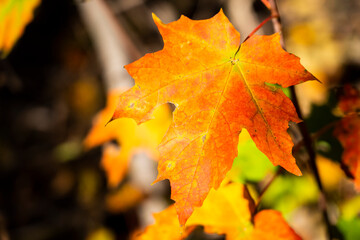 Beautiful red and yellow maple leaves in autumn in a national park