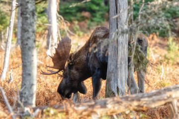 Grazing Bull moose