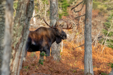 Bull moose in a forest