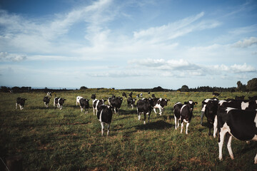 herd of dairy cows quietly grazing on a large green flat meadow with lots of grass near the forest...