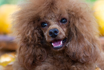 Portrait Beautiful little apricot poodle outdoors in the autumn leaf