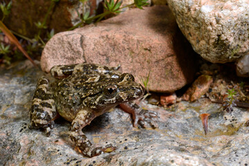 Discoglosse de Montalent // Corsican painted frog // Korsischer Scheibenzüngler (Discoglossus...