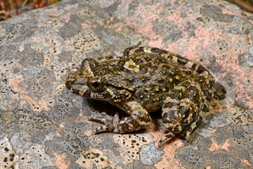 Discoglosse de Montalent // Corsican painted frog // Korsischer Scheibenzüngler (Discoglossus montalentii) - Corse, France