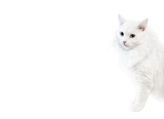 White fluffy cat peek out from right side on white background