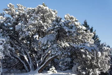Zelfklevend Fotobehang Winter tree © Galyna Andrushko
