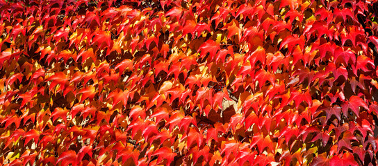 Fiery texture of autumn leaves of wild grapes.