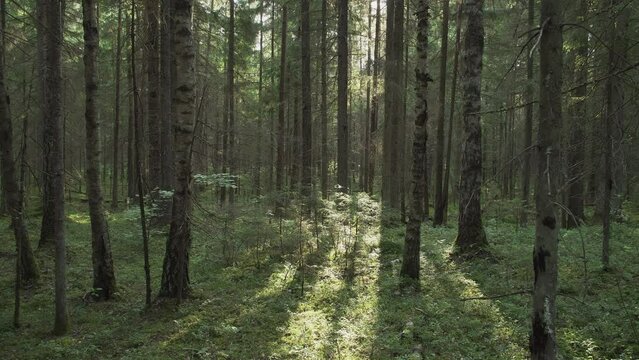 Beautiful light in the forest. Forest in summer evening with sun rays. A forest of mixed trees. Birches, firs, pines, hazels. High quality ProRes, 4k footage