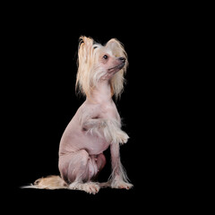 Chinese chrested dog begging with a raised paw
