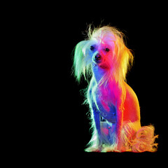 Naklejka premium Chinese chrested dog illuminated with gel colorful lights