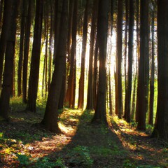 Sun shining through fir trees in a natural woodland forest