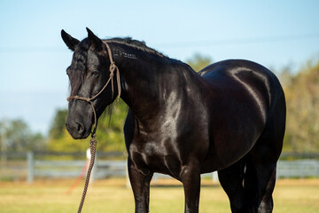 Black Mustang Mare in Training