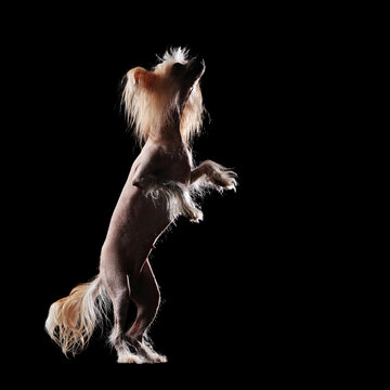 Begging chinese chrested dog standing on hind legs
