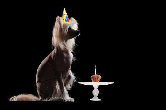 Birthday chinese chrested dog with a raised paw against black background