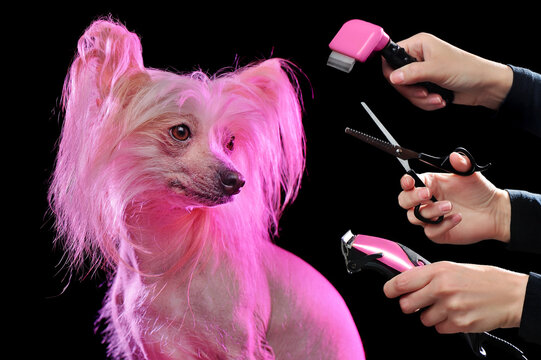 Chinese chrested dog with pink hairstyle looking to the side