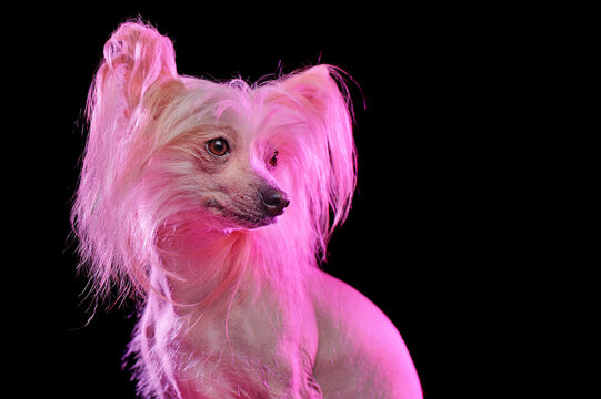 Chinese chrested dog with pink hairstyle looking to the side