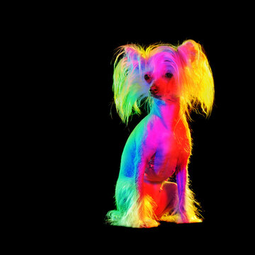 Colorful gel light  picture of a chinese chrested dog