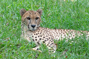The cheetah is lying on the grass