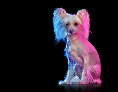 Sitting chinese chrested dog  illuminated with purple and blue lights