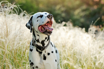 Happy dalmatian dog at the walk head portrait
