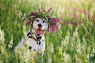 Happy dalmatian dog wearing floral wreath on the head