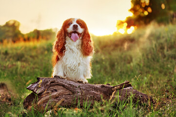 King charles spaniel standing on the log in the field