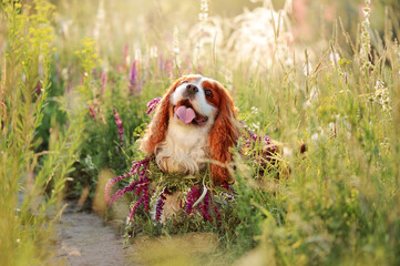 King charles spaniel with wild flowers garland on the neck