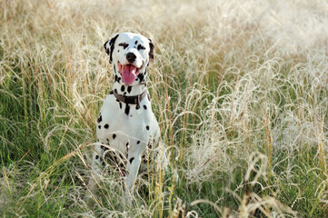 Natual light portrait of a dalmatian dog in the field