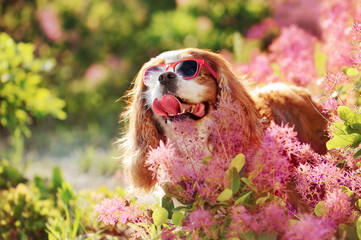 Pretty spaniel in the pink blooming bush wearing sun glasses