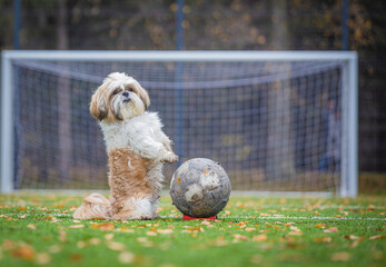 shih tzu dog plays football on the field with a ball