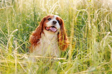 Pretty spaniel walking in the wild meadow