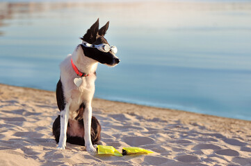 Dog in swimming goggles looking to the side