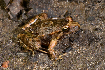 Discoglosso sardo // Discoglosse sarde // Tyrrhenian painted frog // Sardischer Scheibenzüngler (Discoglossus sardus)