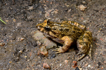 Discoglosso sardo // Discoglosse sarde // Tyrrhenian painted frog // Sardischer Scheibenzüngler...
