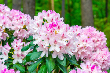 Bright pink Rhododendron hybridum Cheer flowers with leaves in the garden in summer.