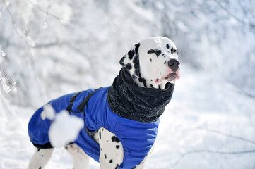 Close-up portrait of a dalmatian dog in blue padded jacket