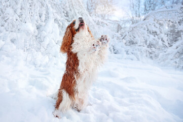 Cavalier King Charles Spaniel  begging on hind legs at the snowy park