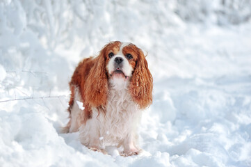 Full length picture of a King charles spaniel standing at the snowy meadow