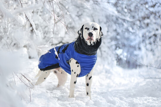 Full length picture of a dalmatian dog wearing winter padded jacket